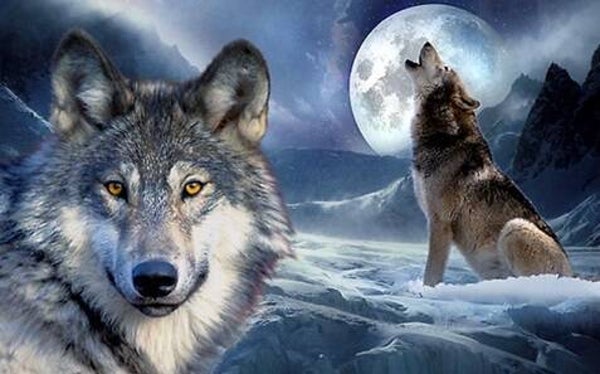 Flag FL1165 - Wolf