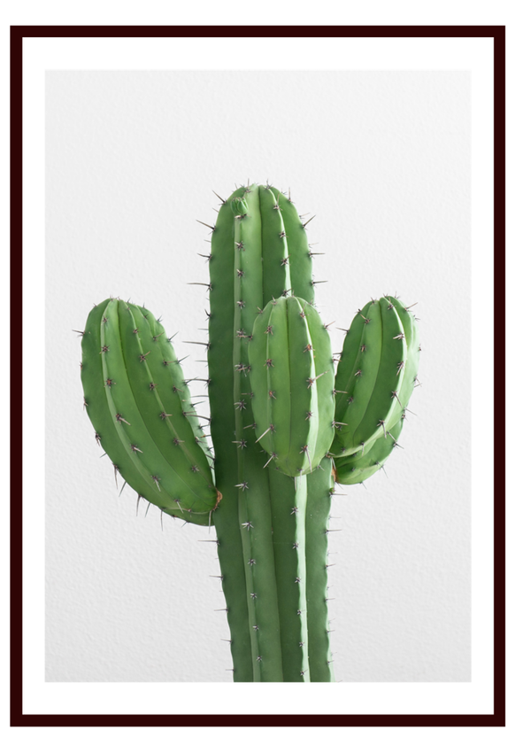 Cactus 1 Print