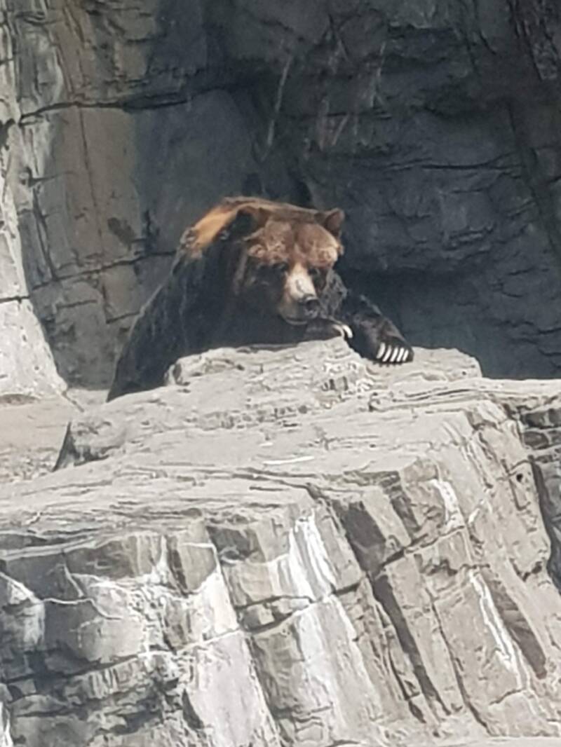 Central Park Zoo (M)