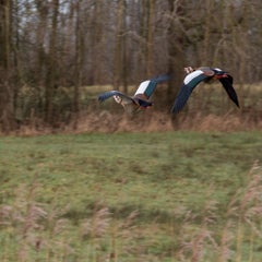 eelco13-standard.jpg