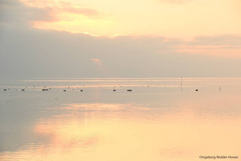 waddenkust-texel-ingeborg-mulder-hoven-standard.jpg