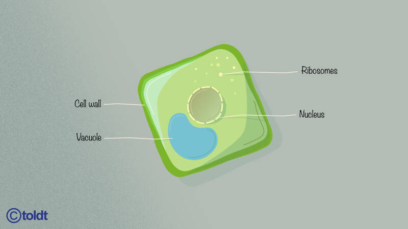 afbeelding uit animatie