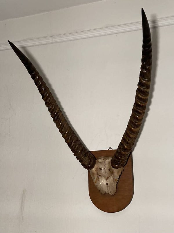 stel Gazelle hoorns op houten wandschild