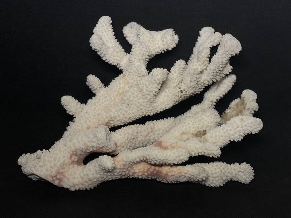 Prachtige witte koraal