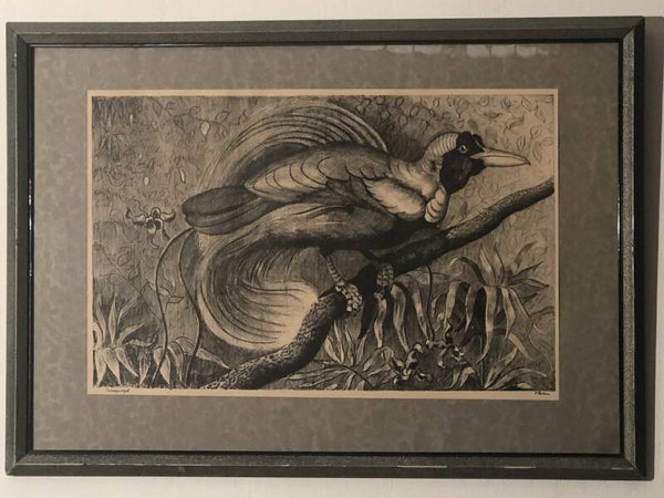 Bird of Paradise Drawing - 1920s