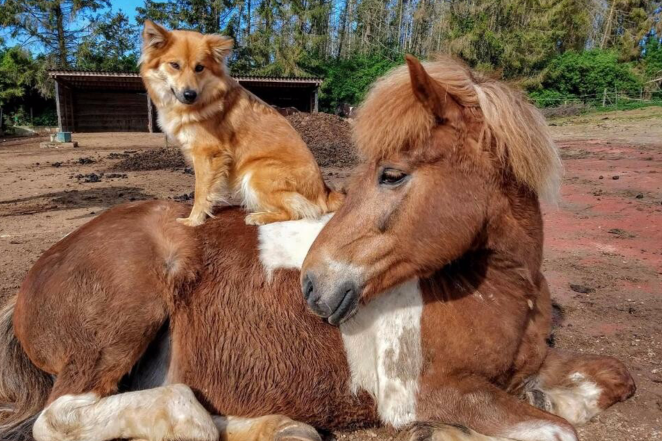 Paardsparadijs Aan de Jordaan