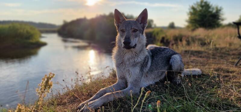 olej zz łososia dla psa