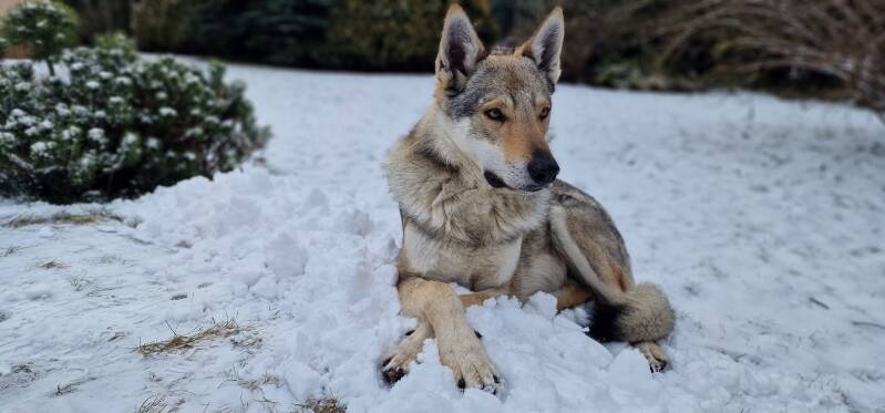 Ostoja Natura suplementy dla psów
