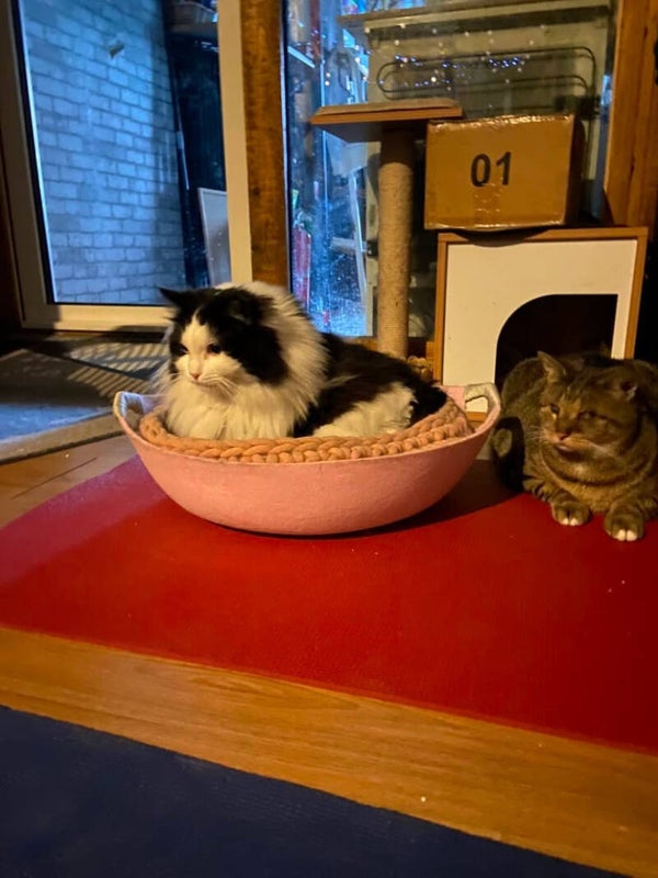 Yoga met katten + brunch