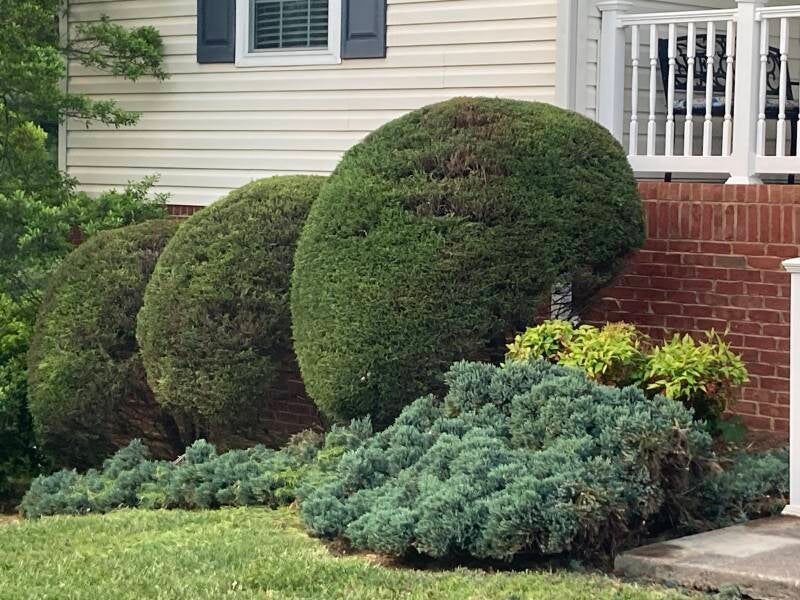 Hedge Trimming 
