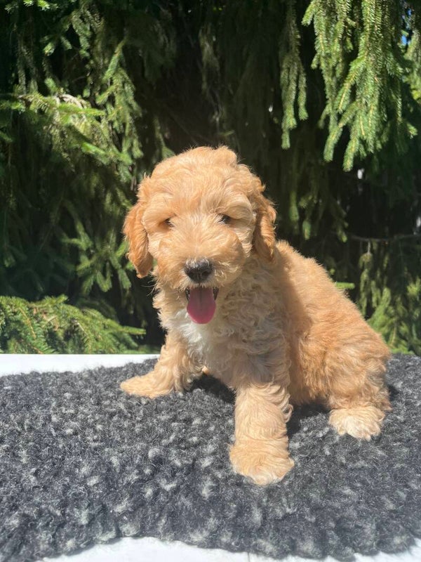 Bella