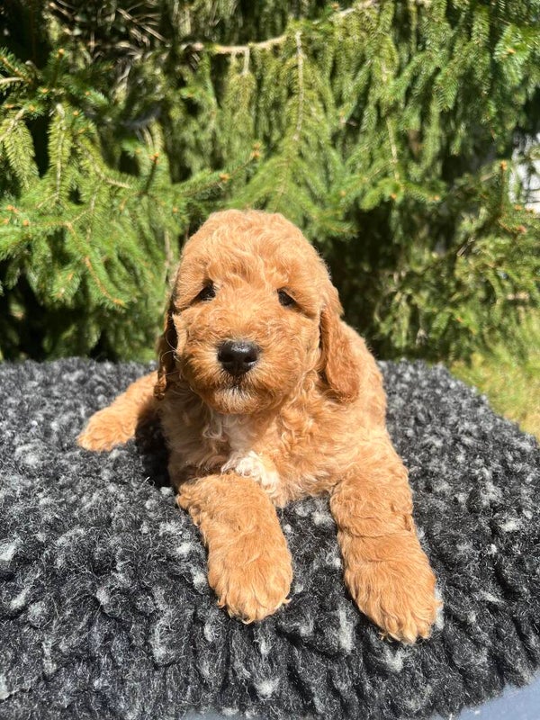 Koda
