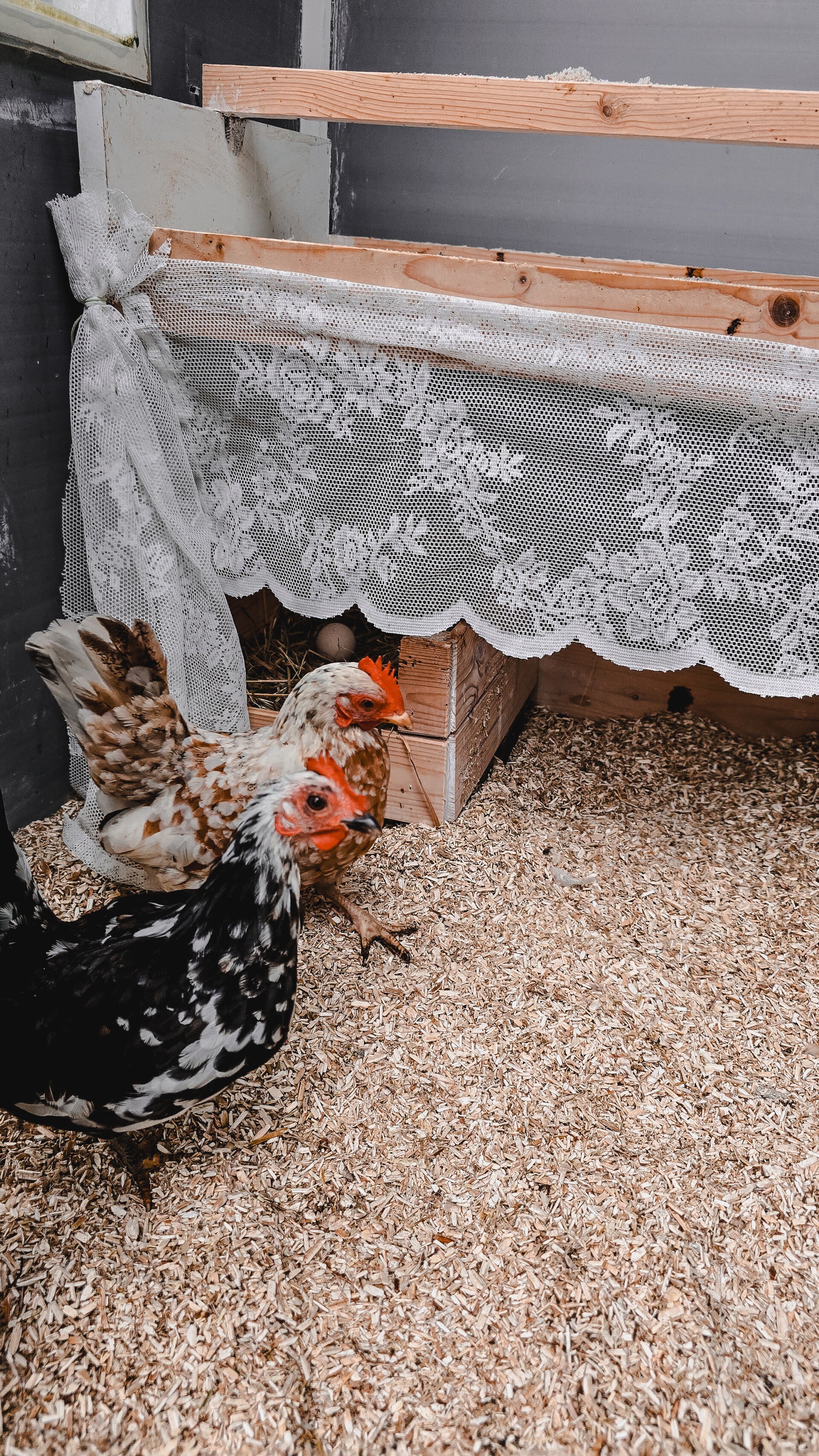 Kippen in het kippenhok met hennep bodembedekking