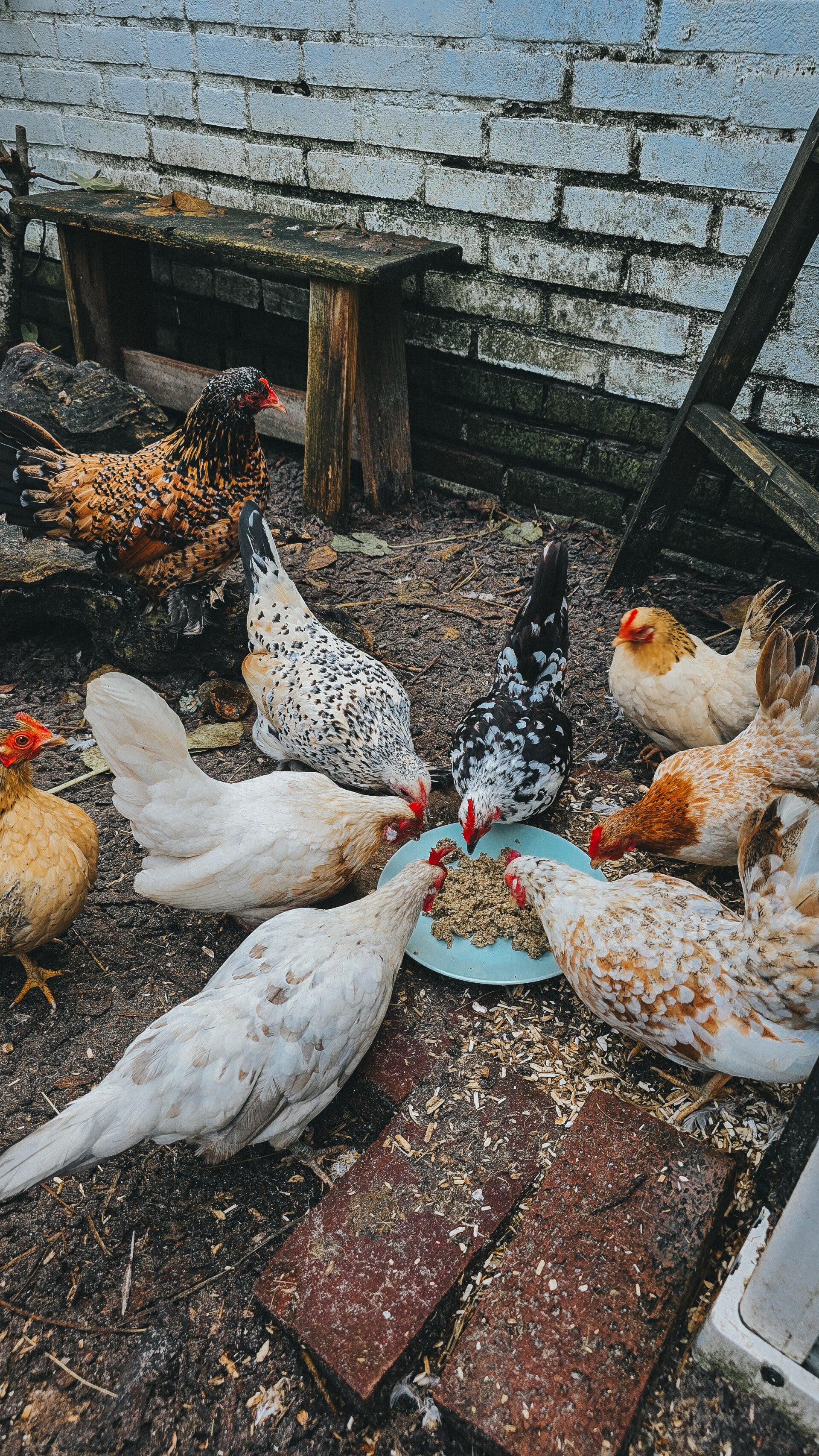 gefermenteerd kippenvoer