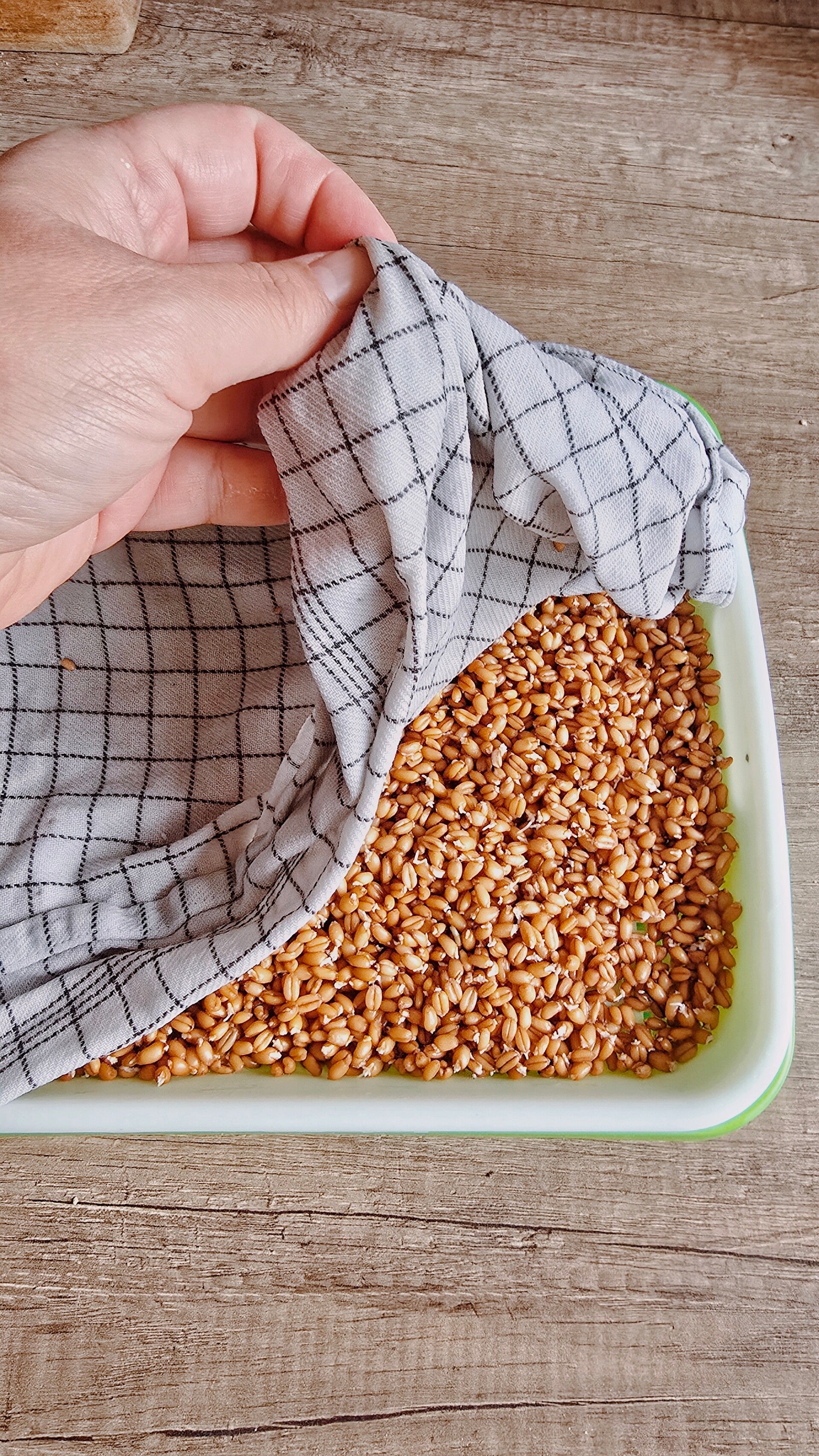 granen afdekken om te kiemen