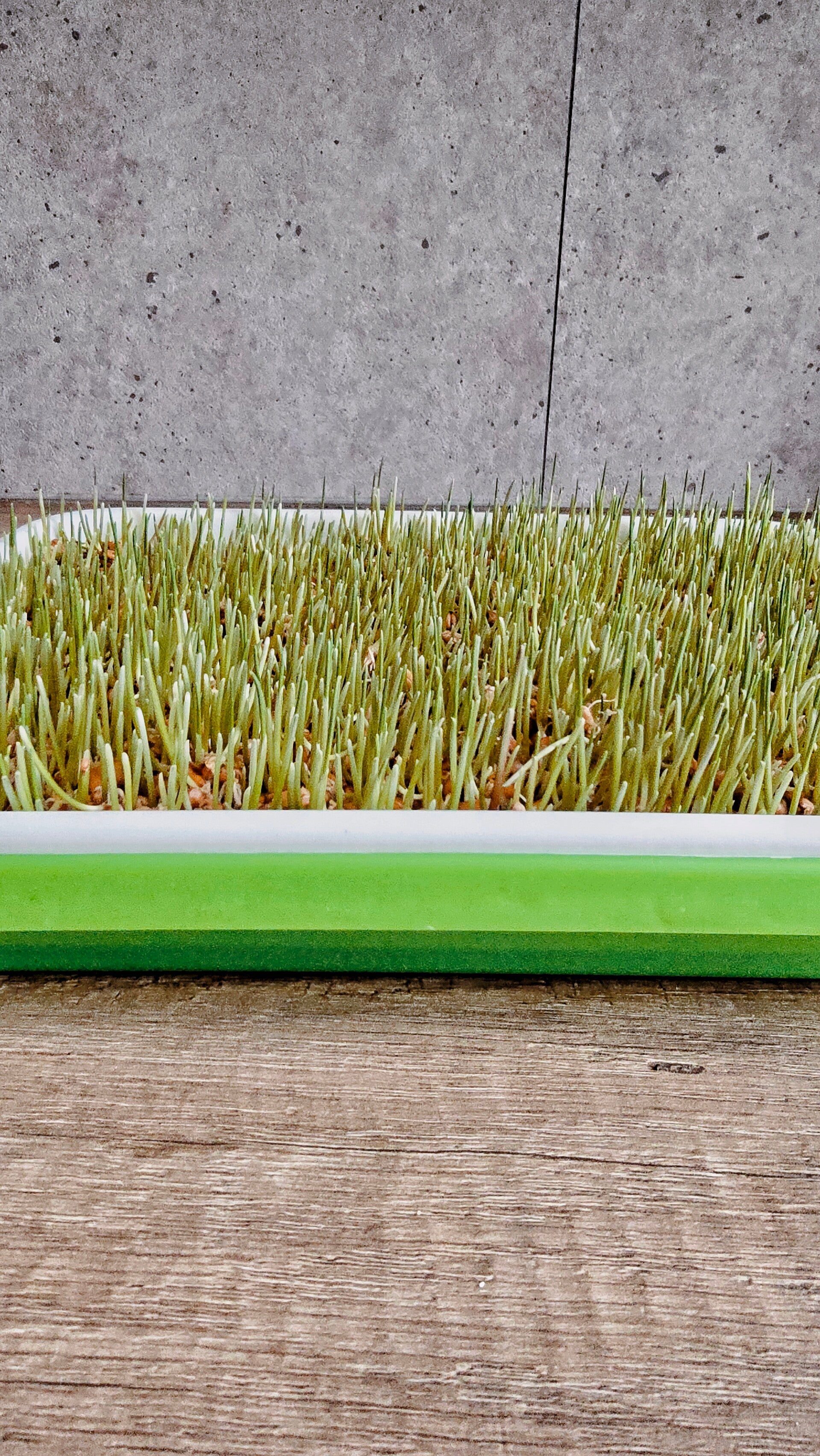 kiemgraan voor kippen