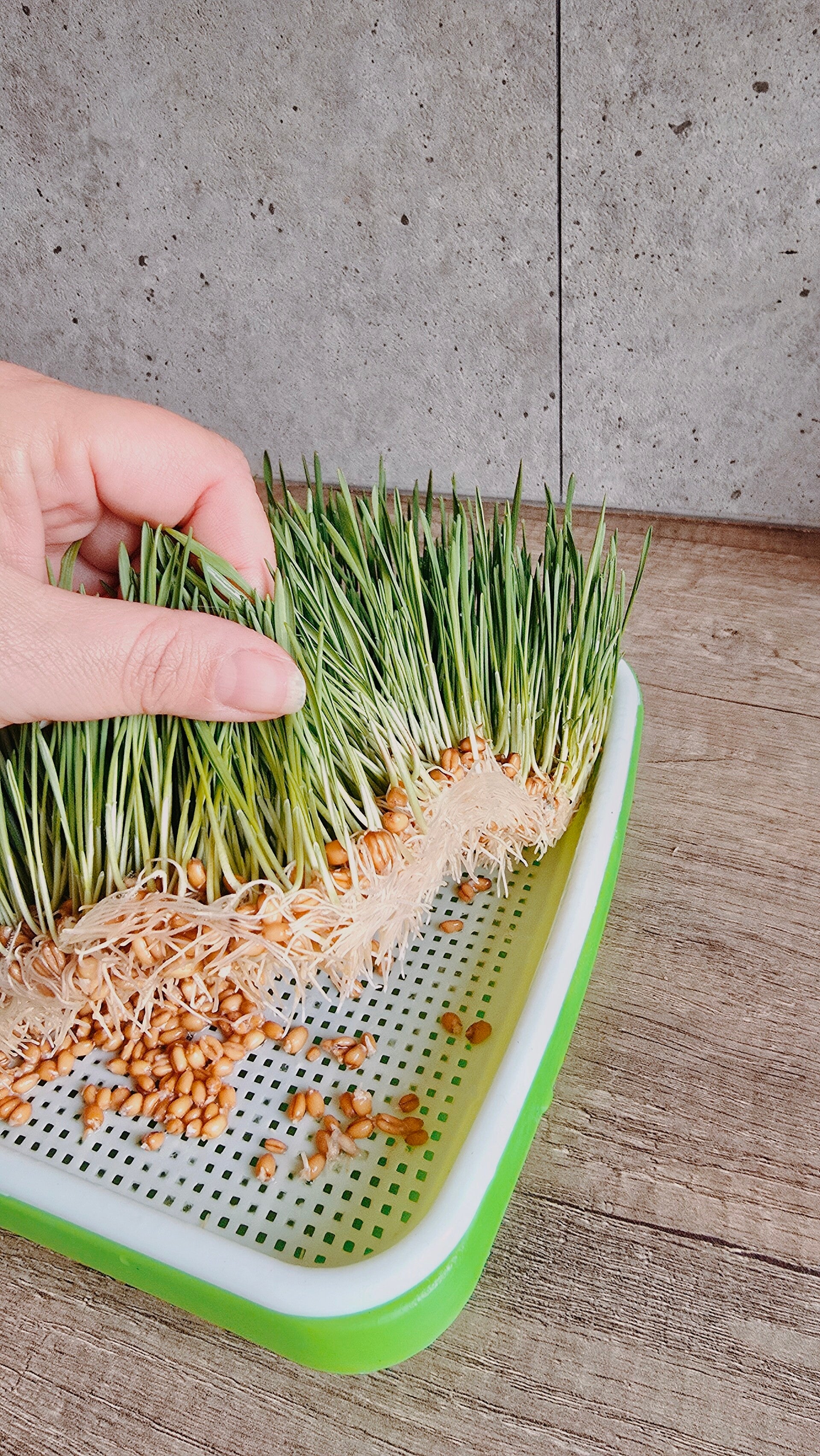 kiemgraan met wortels