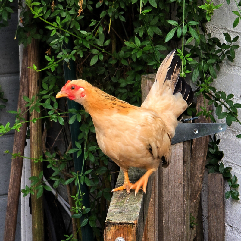serama hen