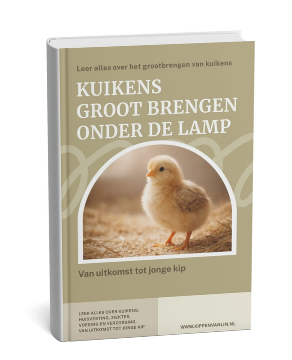 Kuikens grootbrengen onder de lamp E-BOOK