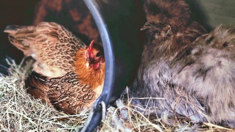 twee broedende kippen