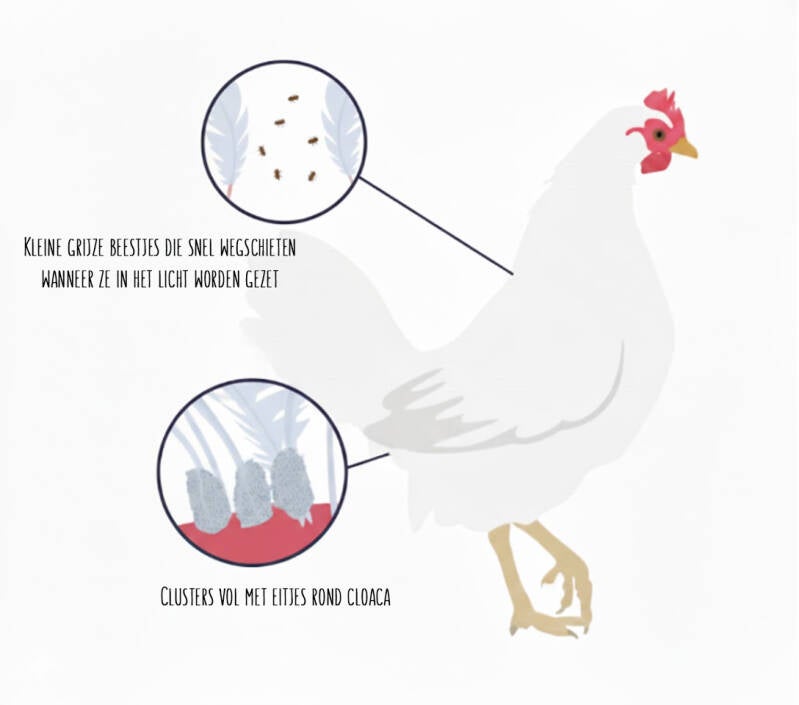 overzicht veerluis bij kippen