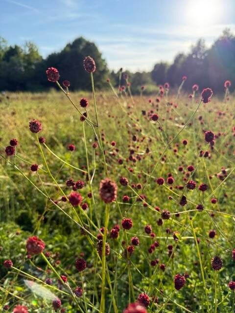 Helpen van Natuurpunt Boortmeerbeek met het verzamelen van pimpernel zaadjes. Om uit te strooien op een nabijgelegen veld. Hoop is de intro van de vlinder pimpernelblauwtje.  