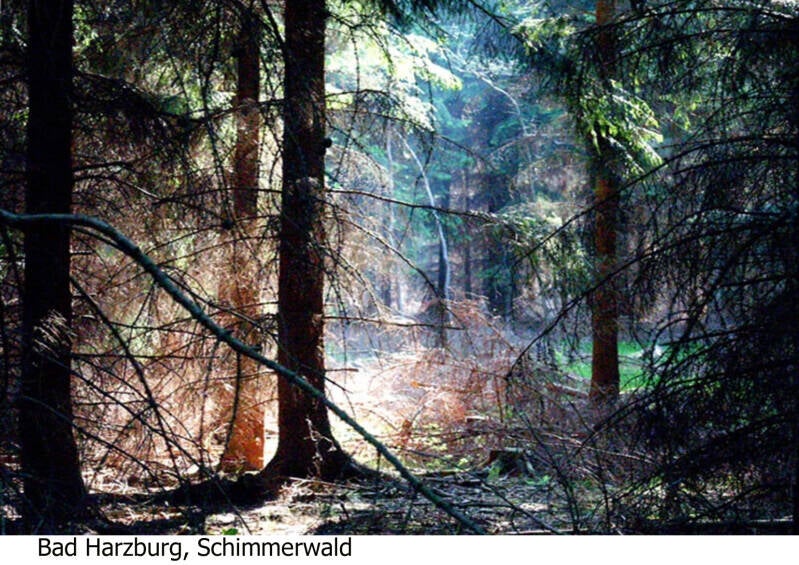 bad harzburg schimmerwald