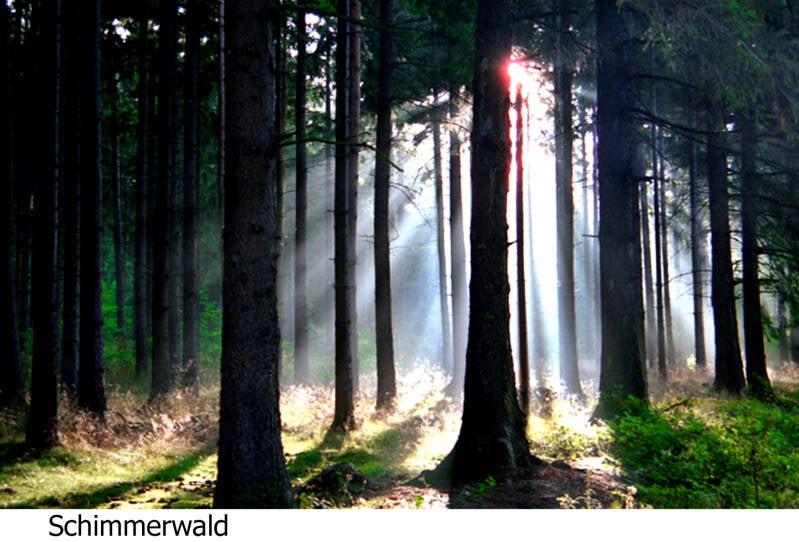 schimmerwald bad harzburg