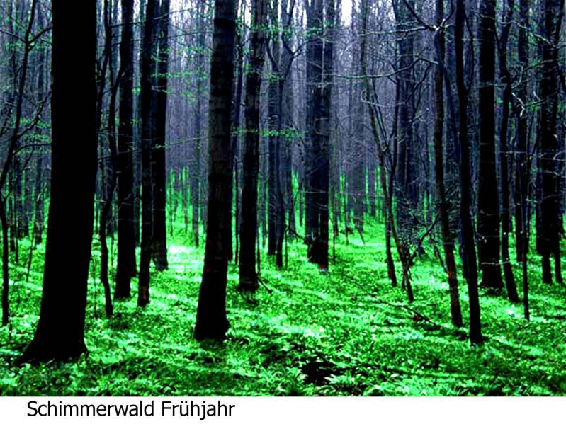 bad harzburg schimmerwald