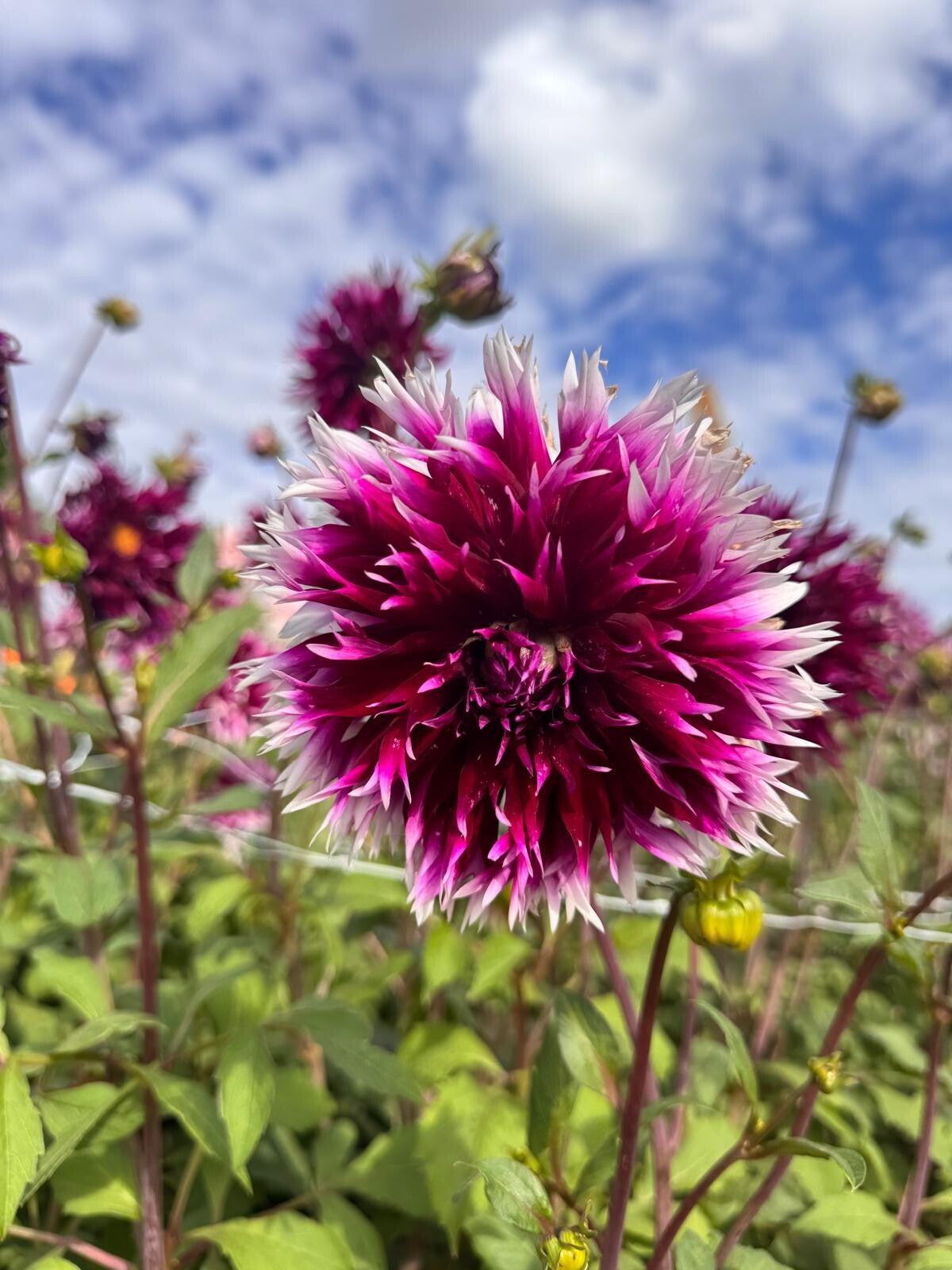 Dahlia Alauna Clair Obscur