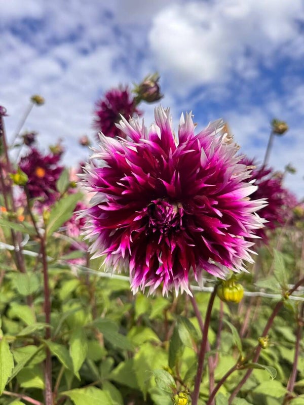Dahlia Alauna Clair Obscur