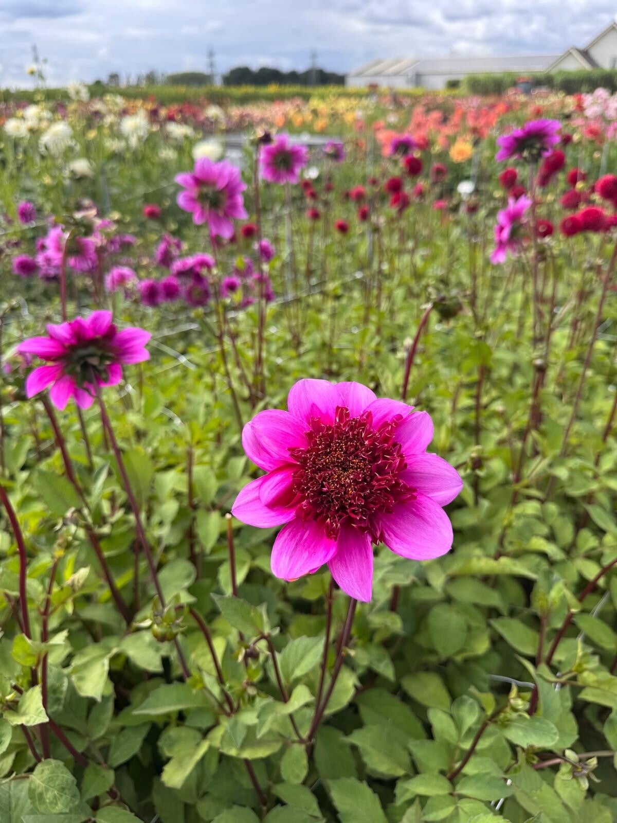 Dahlia Blue Bayou
