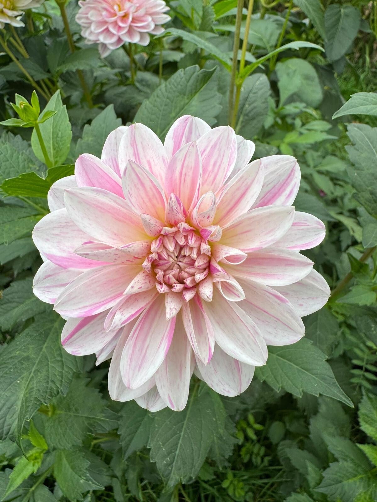 Dahlia Bonesta