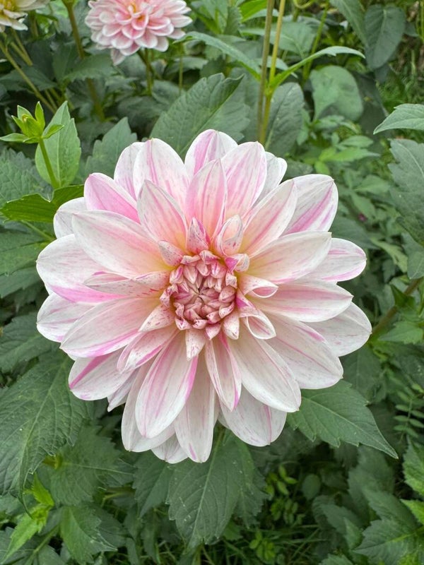 Dahlia Bonesta