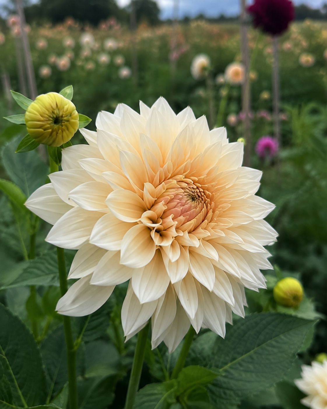 Dahlia Café au Lait Mini