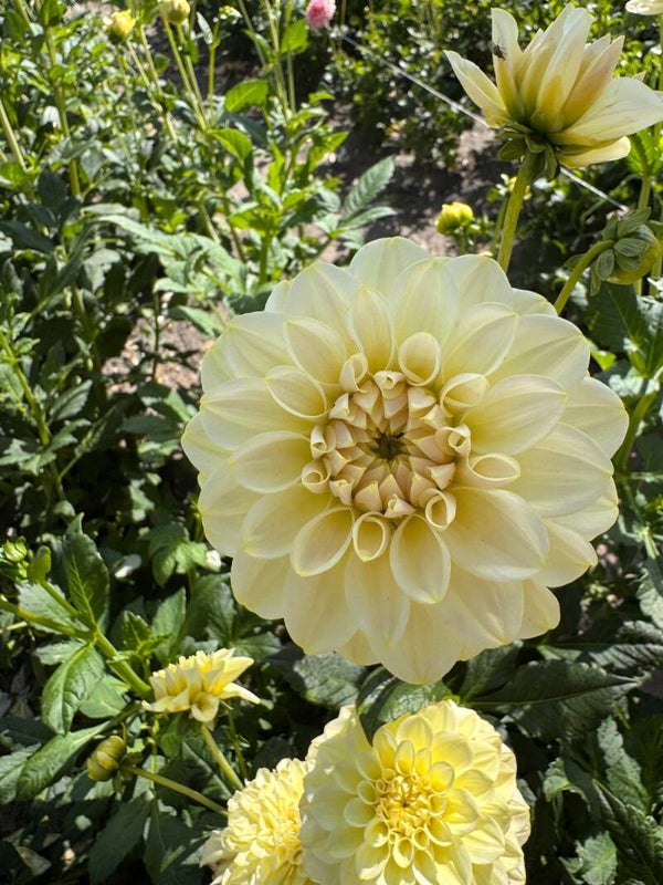 Dahlia Caramel Antique