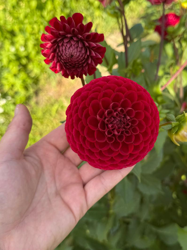Dahlia Cornel