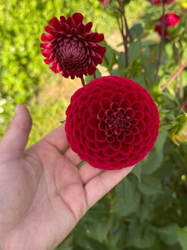 Dahlia Cornel