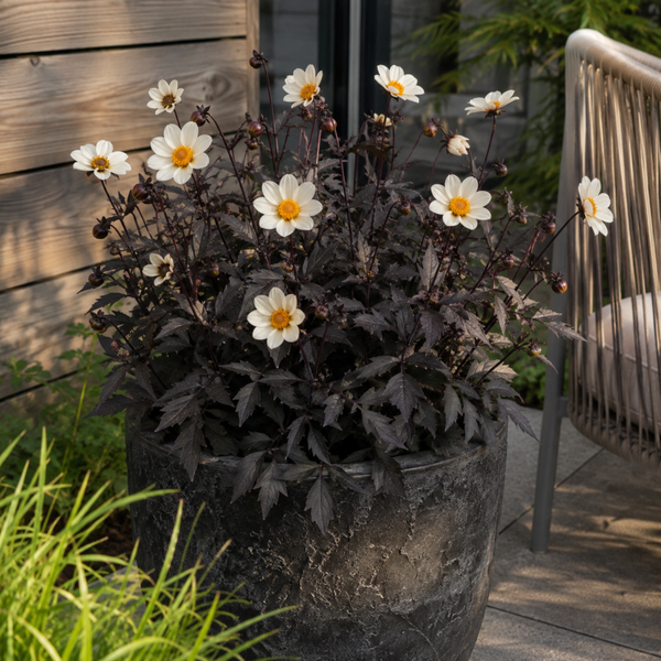 Dahlia Dahlegria White