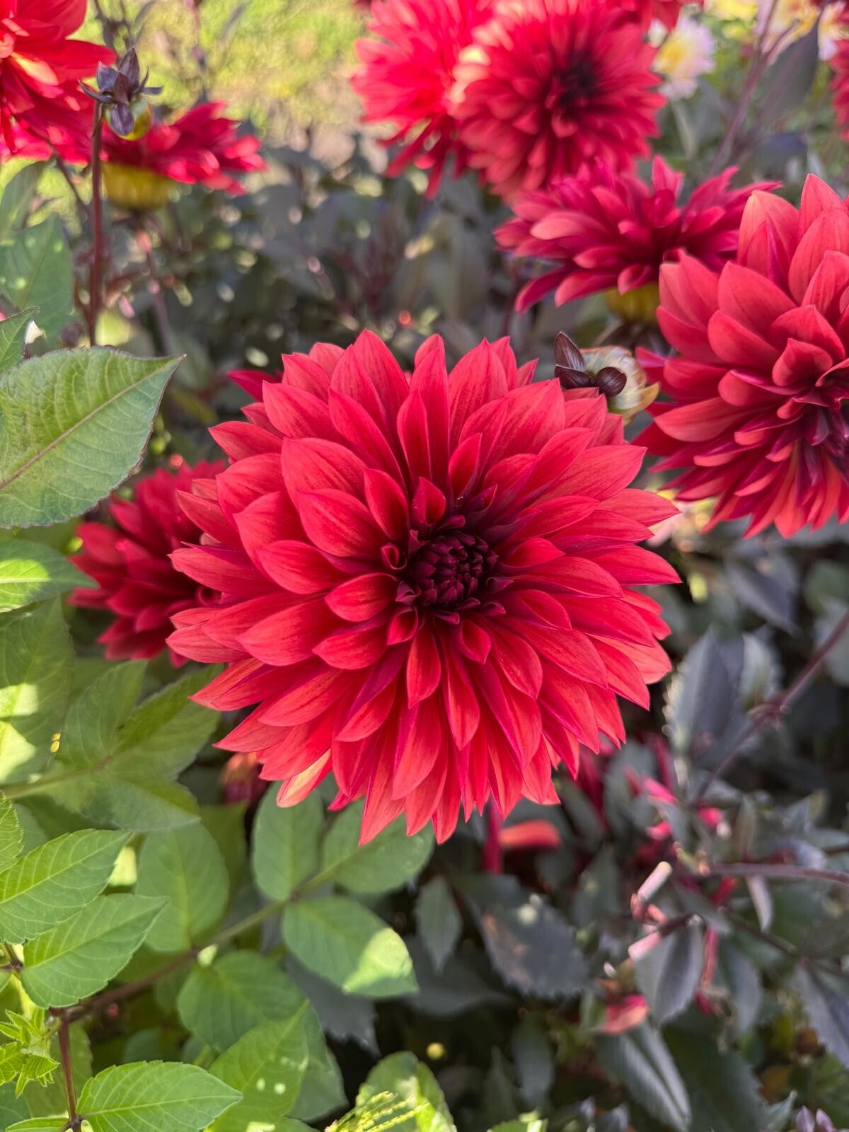 Dahlia Danique