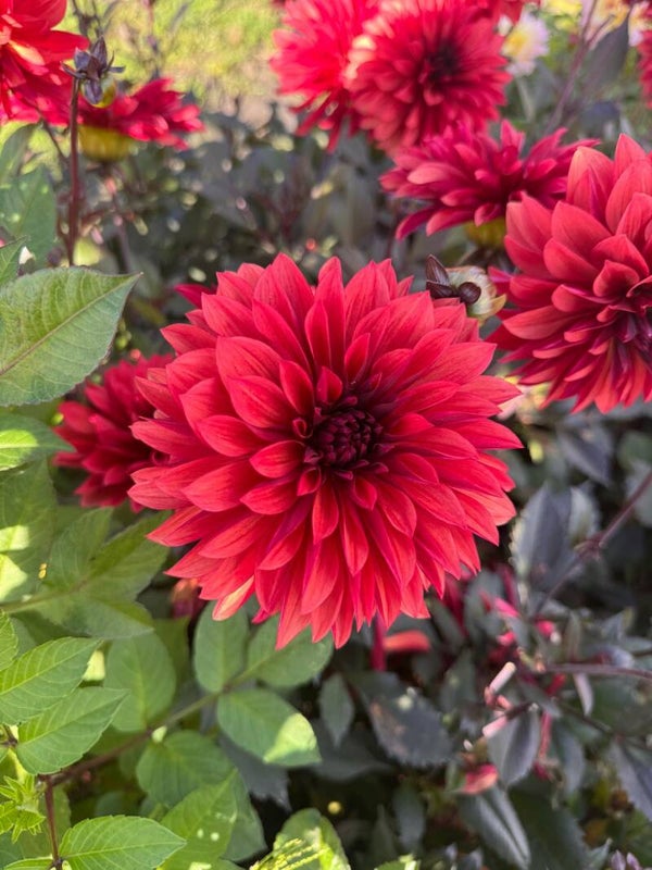 Dahlia Danique