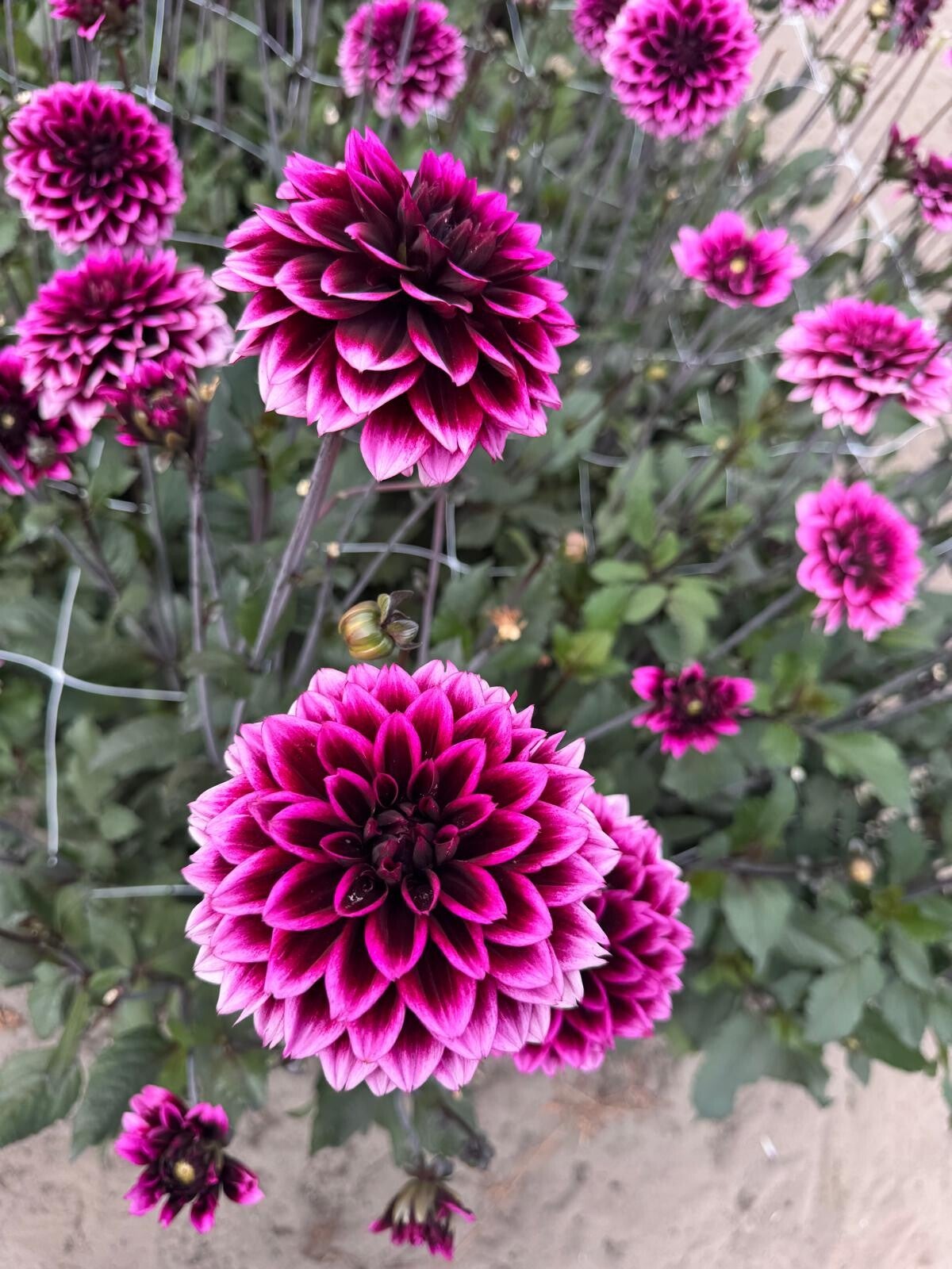 Dahlia Davina Michelle