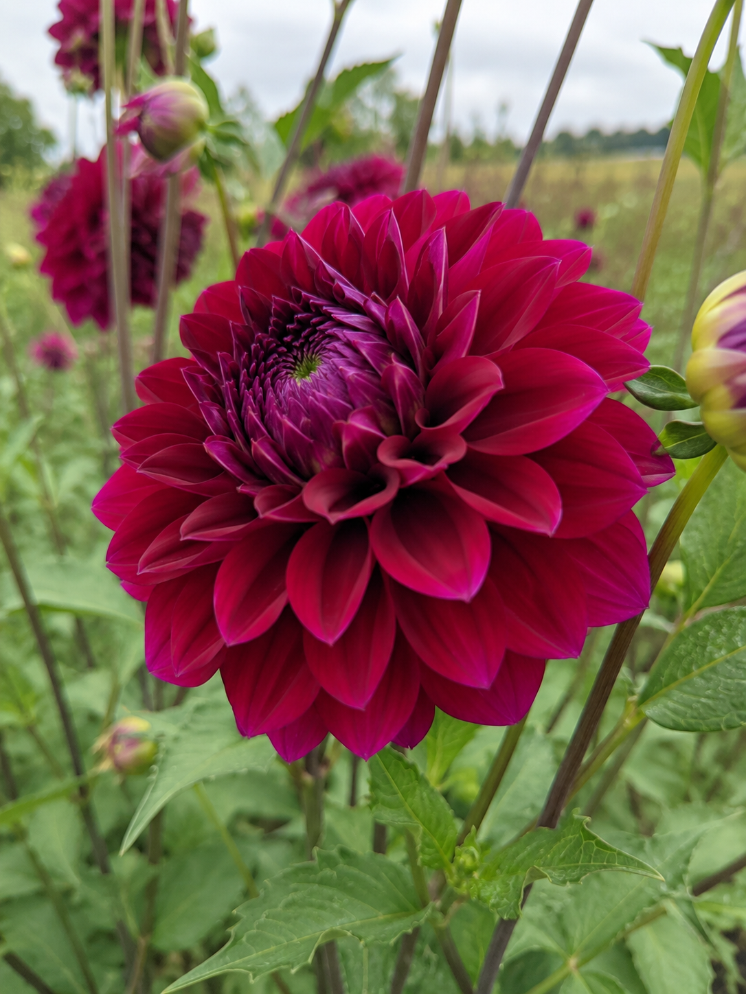 Dahlia Diva Us