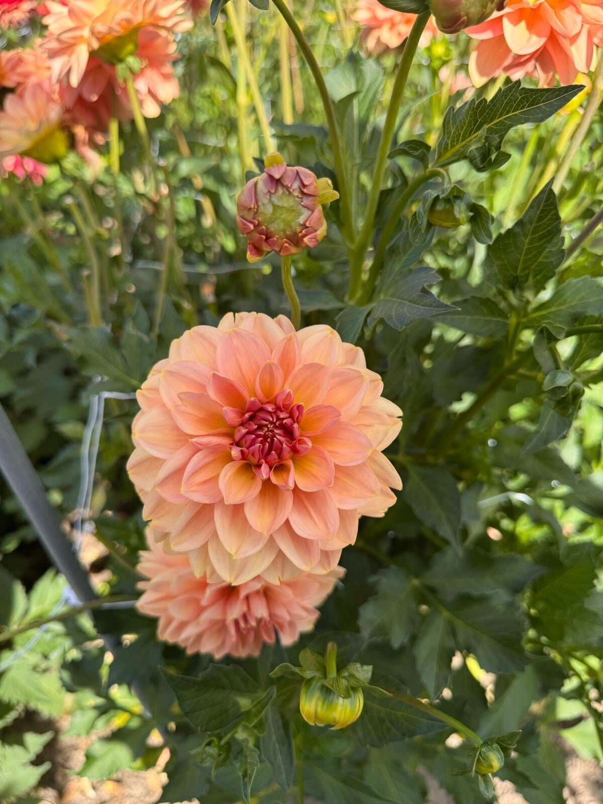 Dahlia Dolce Eva