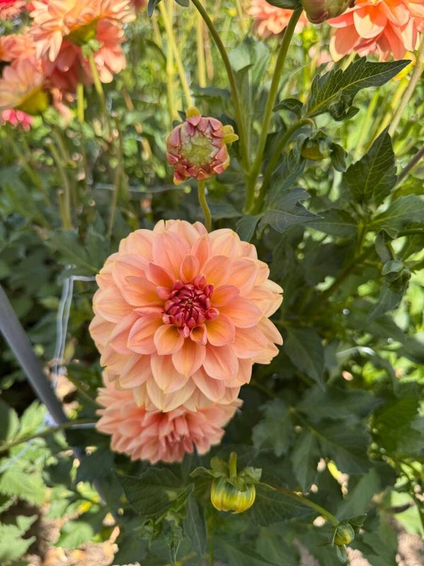 Dahlia Dolce Eva