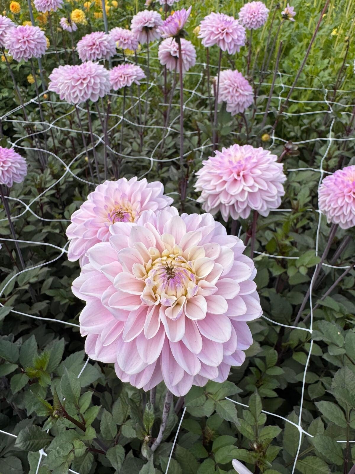 Dahlia Espacio