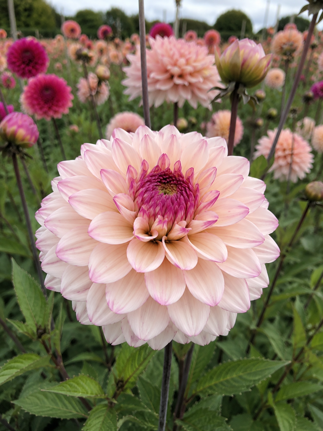 Dahlia Flashback