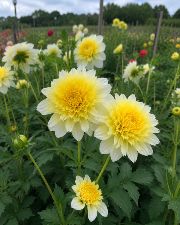 Dahlia Freya's Paso Doble