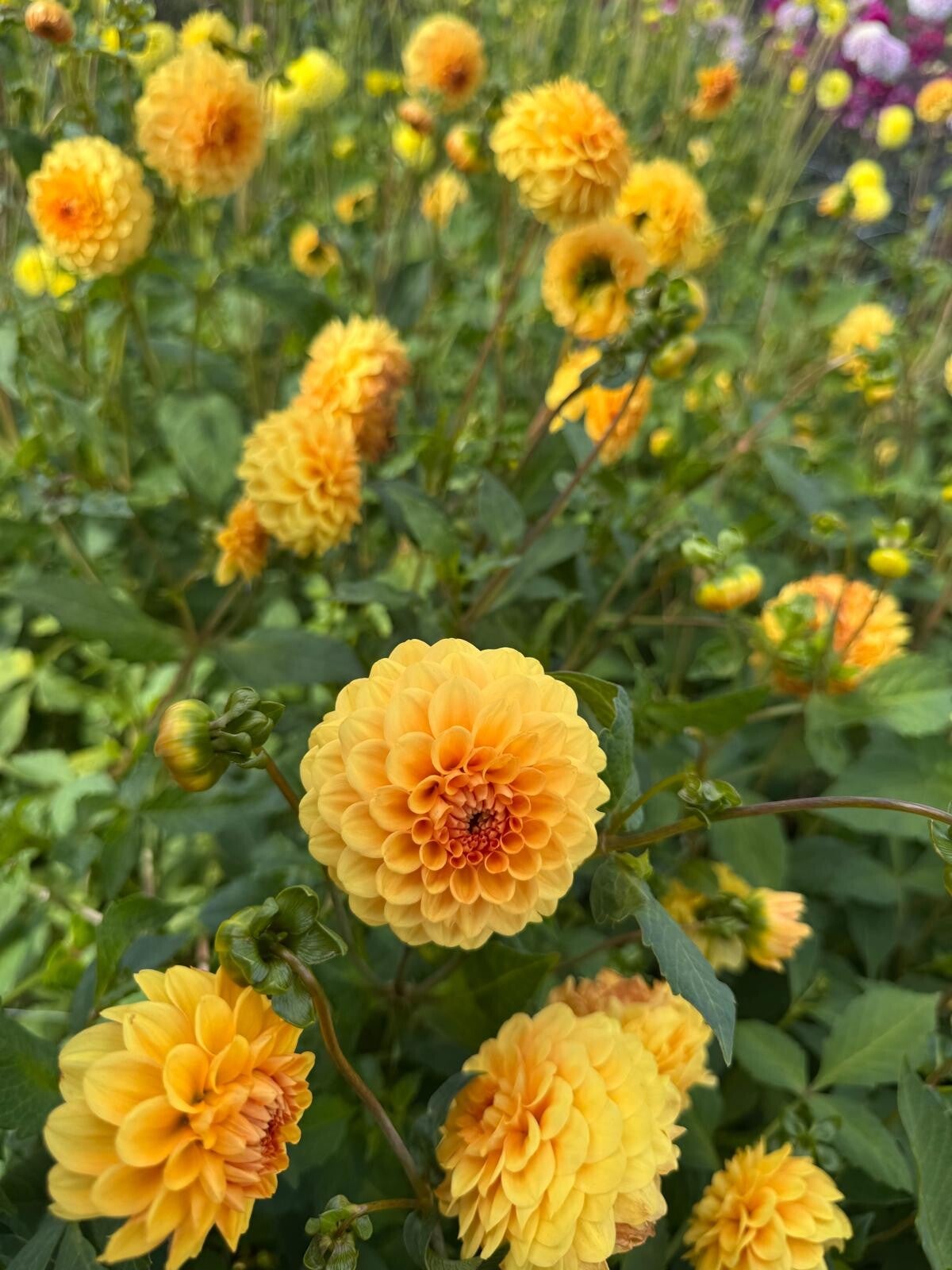 Dahlia Golden Scepter