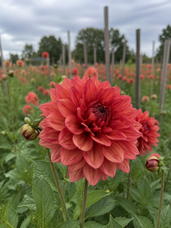 Dahlia Invitation